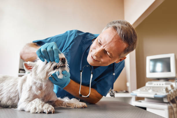 Best 24-Hour Emergency Dentist in San Francisco, CA